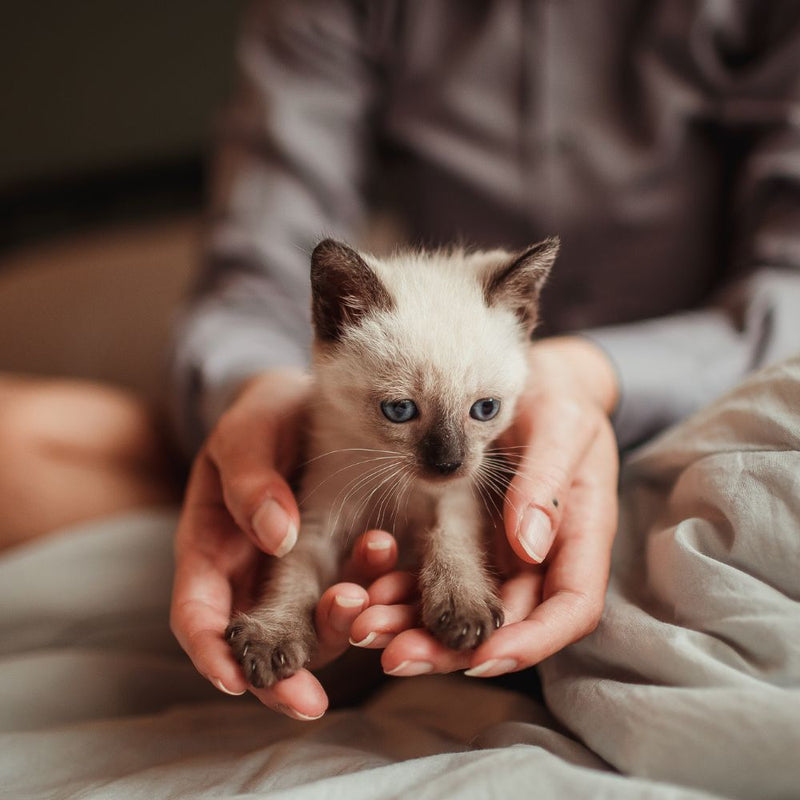 Pet Products